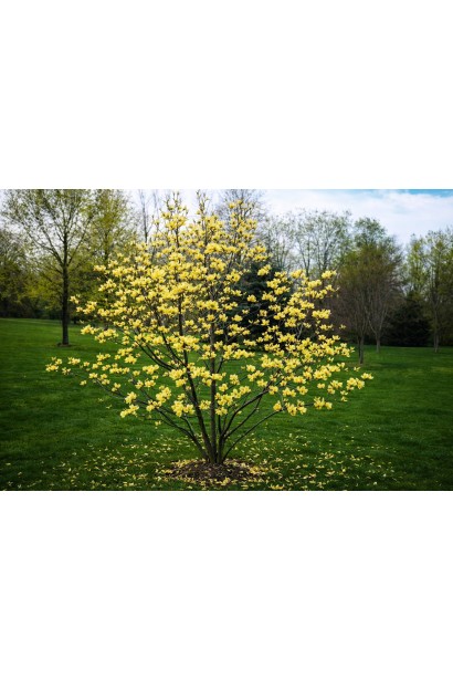 Магнолія Баттерфляйз